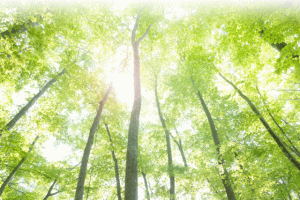 木漏れ日